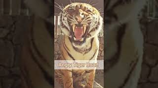 Angry Tiger Sound 🐅  Tiger Growling Sound shorts [upl. by Lais]