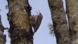 GRIMPEREAU des Jardins  Chant en Hiver  BRUITX [upl. by Curtice63]