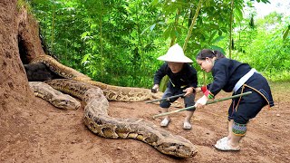 Dwarf family harvesting cassava unexpectedly encountered a giant python molting  Harvesting joy [upl. by Row]