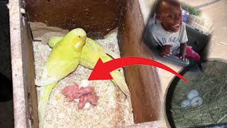 Australian Parrot Na Chicks Day Dia🥳  Budgies Parrots Progress  Pet Vlog  PET WITH FUN [upl. by Frankie843]