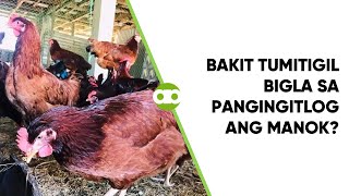 Bakit Tumitigil Bigla sa Pangingitlog ang Manok [upl. by Airamat16]