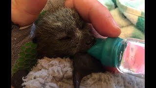 Rescuing a baby flyingfox found on the ground this is Beetidubs [upl. by Eveline]