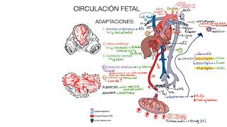 Circulación fetal [upl. by Eelnodnarb26]