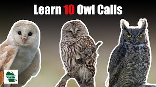 Learn 10 Common Owl Calls Eastern United States [upl. by Bove223]