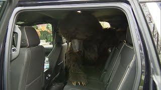 Did Human in Bear Costume Damage Cars for Insurance Scam [upl. by Gonnella]