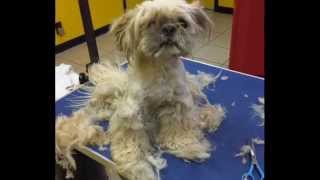 Get your pets groomed regularly This is WHY [upl. by Everest514]