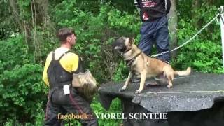 Viorel Scinteie \Schutzhund Seminar in Germany  SV OG Filstal [upl. by Haase370]