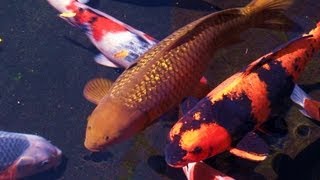 Zen Garden  Koi Pond Relaxation Meditation Mindfulness Stress Reduction Full Length [upl. by Lechar]