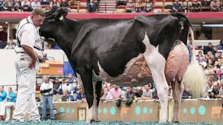 Lot 69 First Choice Female from Rosiers Blexy Goldwyn [upl. by Cecile]