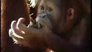 Breakfast with Orangutan  Singapore Zoo [upl. by Lahtnero]