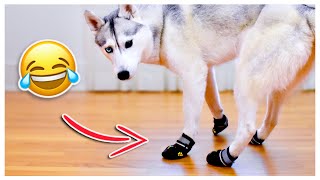 HUSKY Tries on Dog Booties for the First Time She’s not happy about it [upl. by Brookes]