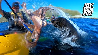 Seal bitchslaps kayaker across the face with an octopus [upl. by Neeneg]