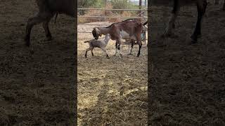 Cabra nubia de 1 parto cabras dairygoats goat ganaderia farming farmgoat animals [upl. by Ocisnarf]