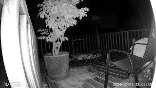 Chunky monkey out in the deck Raccoon eating in front of the Wyze Cam [upl. by Enialem328]