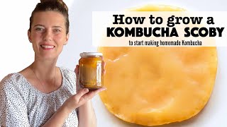 How to Grow your own Kombucha Scoby Part 1 Kombucha Series [upl. by Dracir]