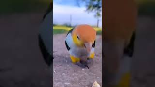 Main neel gagan me udata naturelovers natureshorts meintota mainmitthu parrot [upl. by Aselehc323]