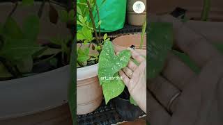 A must have plant for your balcony and terrace makeover indoorplants homeplants terracegarden [upl. by Ylas120]