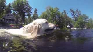 English Cream Golden Retriever Swimming with GoPro Hero3 Black [upl. by Rehotsirk66]