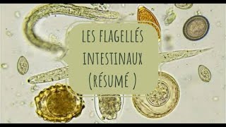 LA PARASITOLOGIE 🦐 EN RÉSUMÉ 3 flagellés intestinaux [upl. by Corabel]