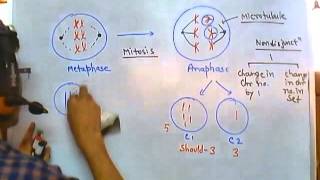 Nondisjunction of chromosome [upl. by Saber103]