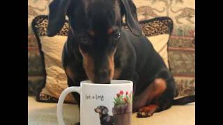 How Crusoe the Dachshund Gets Ready for His Day [upl. by Wincer]