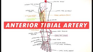 Anterior Tibial amp Dorsalis Pedis arteries branches  Anatomy Tutorial [upl. by Bradeord]