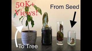 How To Grow A Mango From Seed  THE EASY WAY  Mountain Gardening [upl. by Ainerbas721]