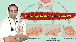 Osteologie  le tissu osseux  composition structure type et croissance [upl. by Naesar]