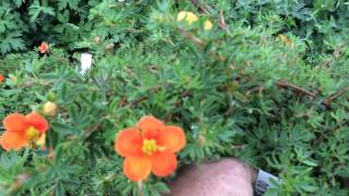 Potentilla Hopleys Orange [upl. by Gerrilee]