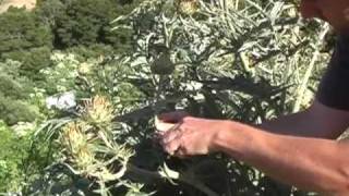 FeralKevin Presents Wild Artichoke Thistle Cynara cardunculus [upl. by Enal]