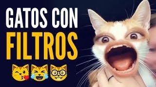 GATOS GRACIOSOS con FILTROS de SNAPCHAT INSTAGRAM y TIK TOK 😹 [upl. by Anahpos266]