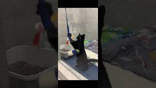 Keeping Raven busy during recovery VetMed Cat PetSurgery DVM Vet CapCityVet [upl. by Yur]