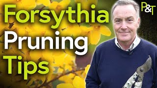 How to Prune Forsythia amp Other Spring Flowering Shrubs  Pots amp Trowels [upl. by Noned]