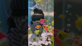 Peaceful Tetras🌊🐟 aquarium tetras fish fishtank aquariumfish [upl. by Durwood]