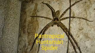 Pantropical Huntsman Spider  Animal World 🕷️ [upl. by Ardnayek]