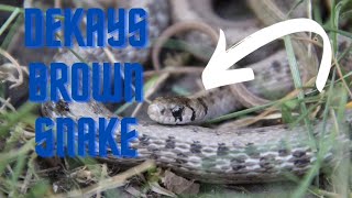 DeKays Brown snakeSnake Facts [upl. by Hadria943]