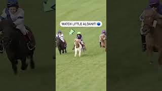 THRILLER The Shetland Grand National didn’t disappoint 😂 horse horseracing animalshorts [upl. by Jerrilyn273]