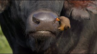 Oxpecker cleaning a buffalo’s nostrils and ears [upl. by Glialentn365]