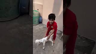 Surat ul Anaam 151 Ayat New born baby goat [upl. by Ankney]