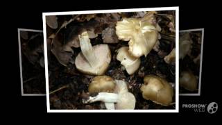 Entoloma sordidulum  fungi kingdom [upl. by Thormora]