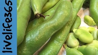 Why Eat Fava Beans [upl. by Drahsar]