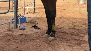 Walk it off  Dealing with working lameness [upl. by Brasca]