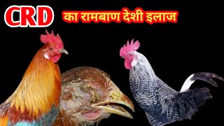 CRD का रामबाण देशी इलाज । crd disease in poultry । [upl. by Julietta]