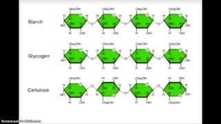 formation of polysaccharides [upl. by Morry]