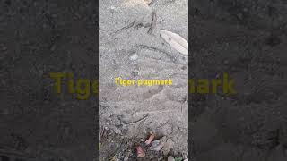 Tiger pugmark song Bachpan meबिनसर binsarzeropoint binsarBinsar [upl. by Bevan]