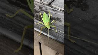 Big Ole Katydid fren❤️ katydid grasshopper cricket [upl. by Enihpets]