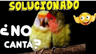 MÚSICA PARA AGAPORNIS Cantando Estimula Canto [upl. by Cohbath]