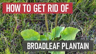 How to Get Rid of Broadleaf Plantain DIY Weed Management [upl. by Oilime426]