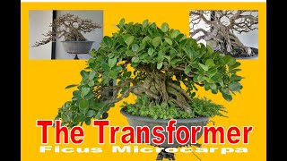 Paano mag alaga ng Ficus Microcarpa Ficus Green Island Ficus Nana bonsai art [upl. by Saylor]