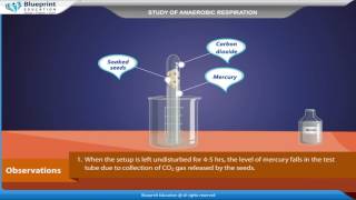 Study of anaerobic respiration [upl. by Ardnola]